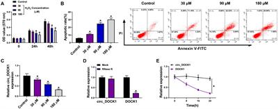 CircRNA DOCK1 Regulates miR-409-3p/MCL1 Axis to Modulate Proliferation and Apoptosis of Human Brain Vascular Smooth Muscle Cells
